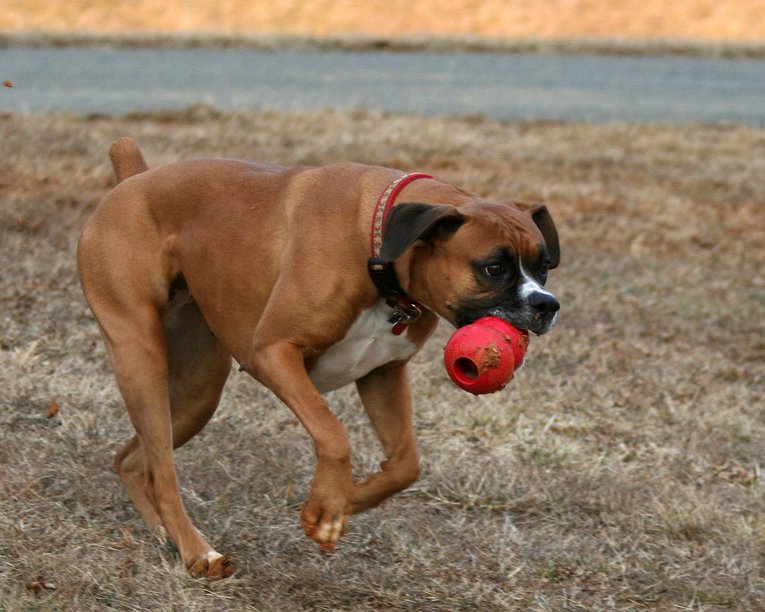 Boxer running with KONG in mouth