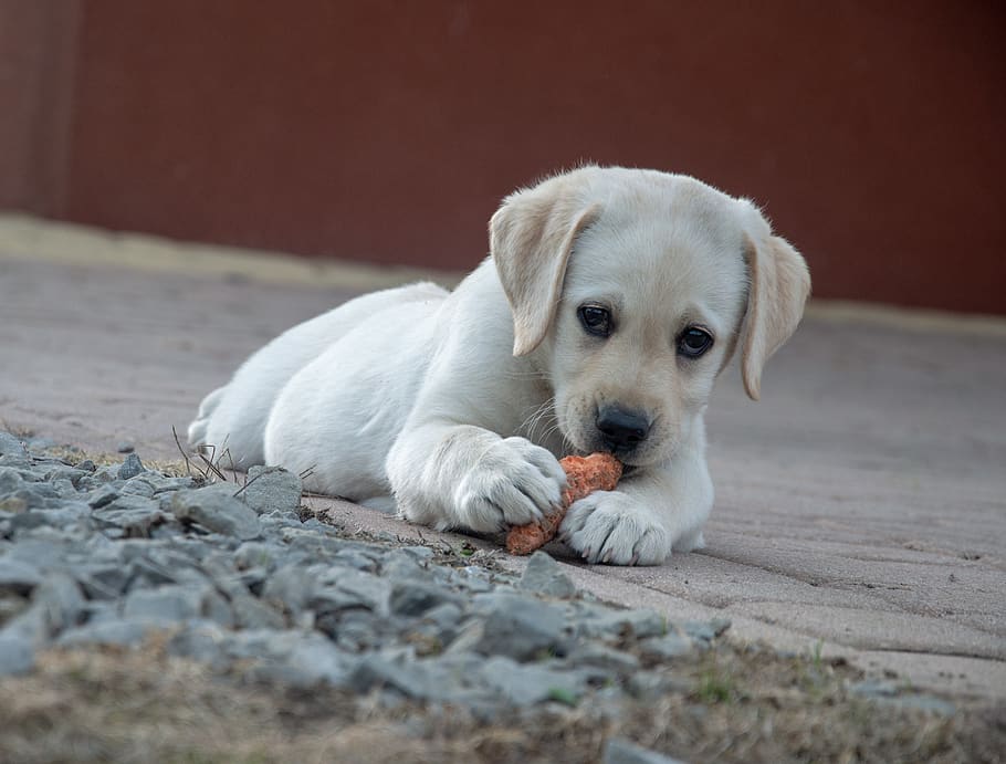 Cute Labrador Retriever eating carrot 