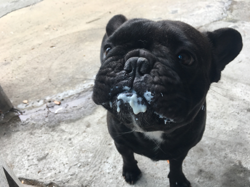 Black dog with yogurt on face