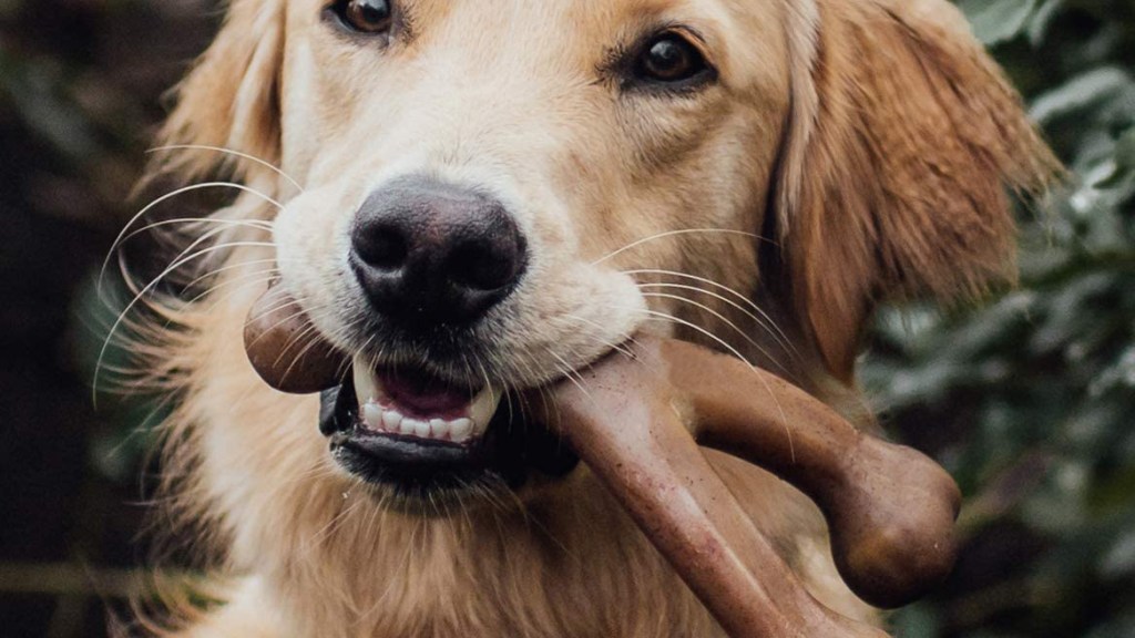 Benebone wishbone chew toy christmas present ofr the heavy chewer