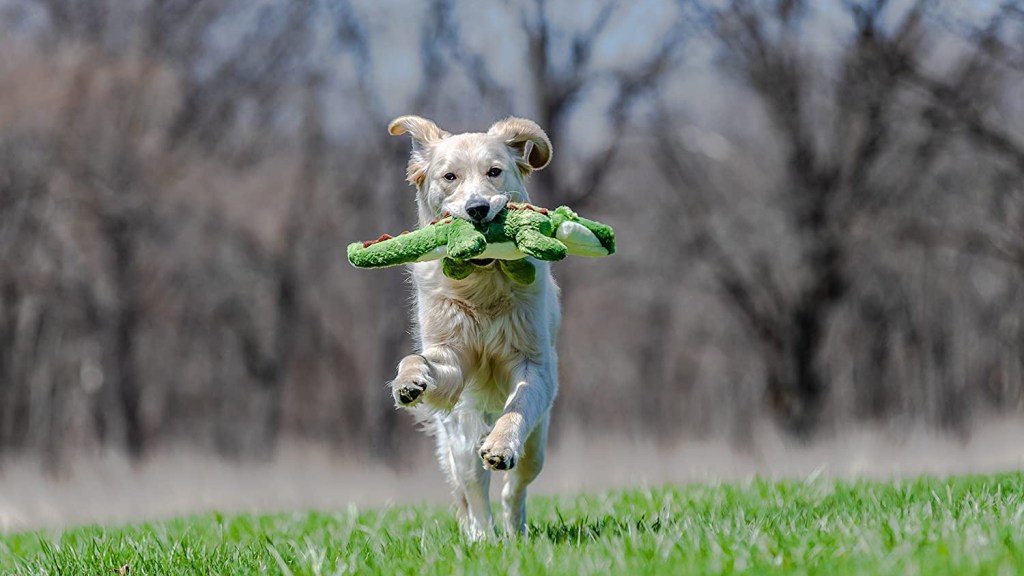 Fluff and Tuff dog running with tough gator dog toy