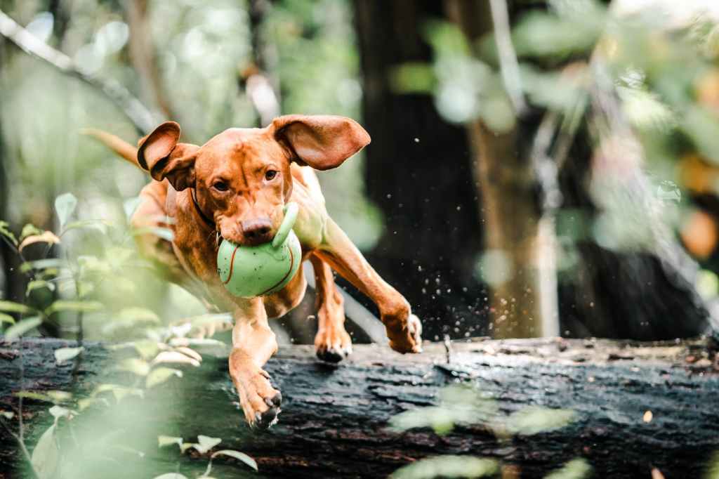 Top Dog Toys of 2024 to Keep Your Pup Entertained and Busy