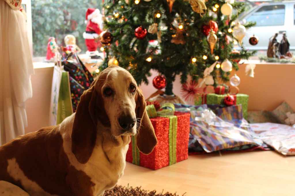 What to get my Dog for Christmas? 10 Holiday Present Ideas for Your Dog