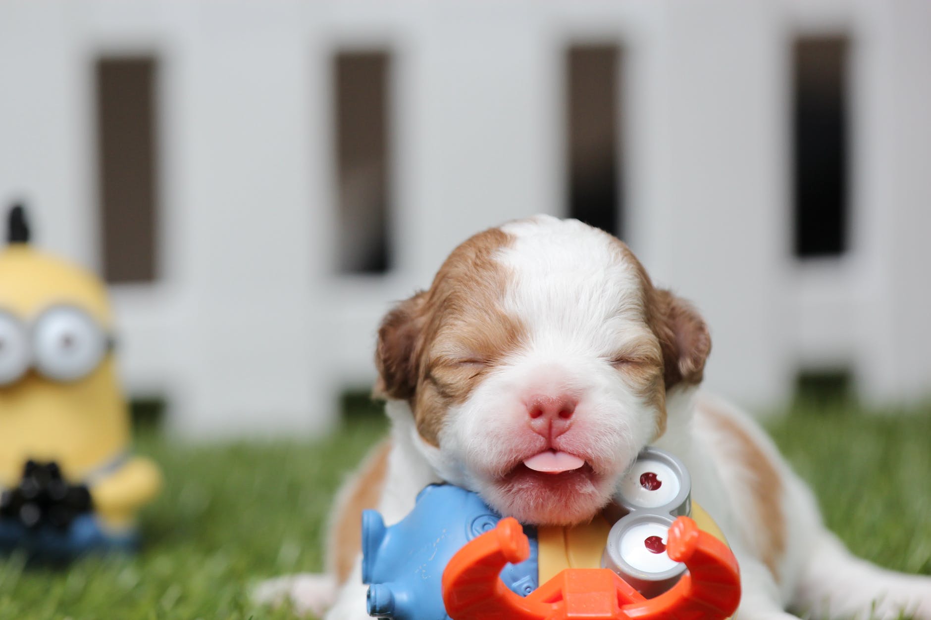 puppy laying on a minion toy with their tongue out
