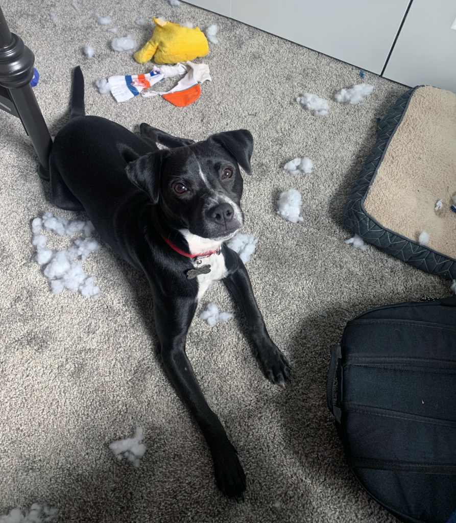 Black dog laying with the fluff and remains of destroyed toys