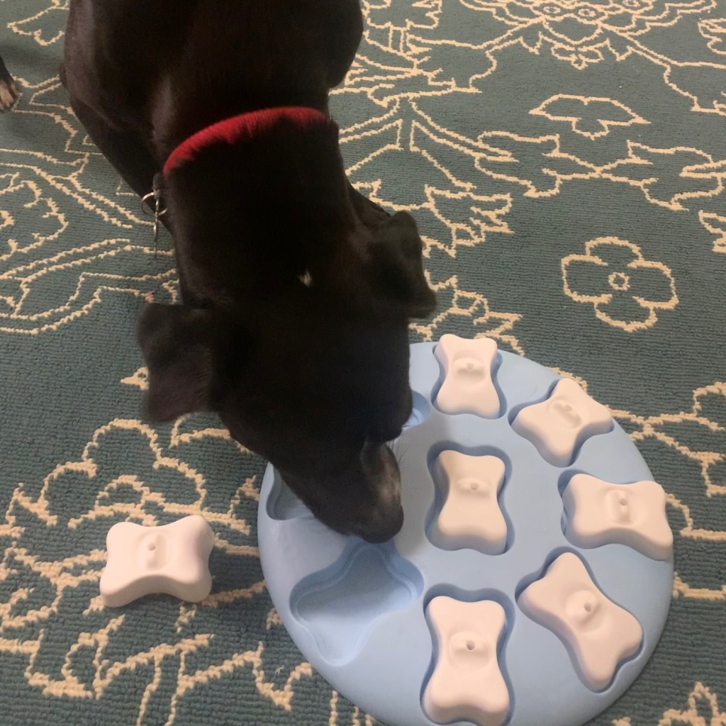 Black dog doing dog toy puzzle
