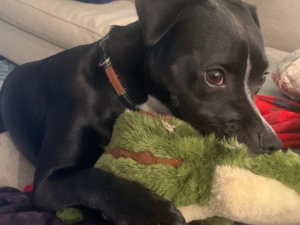 black dog looking at camera with toy in mouth