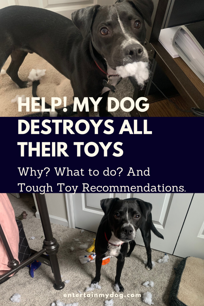 Pinterest pin for the post saying: Help! My dog destroys all their toys! Why? What to do? And Tough Toy Recommendations
