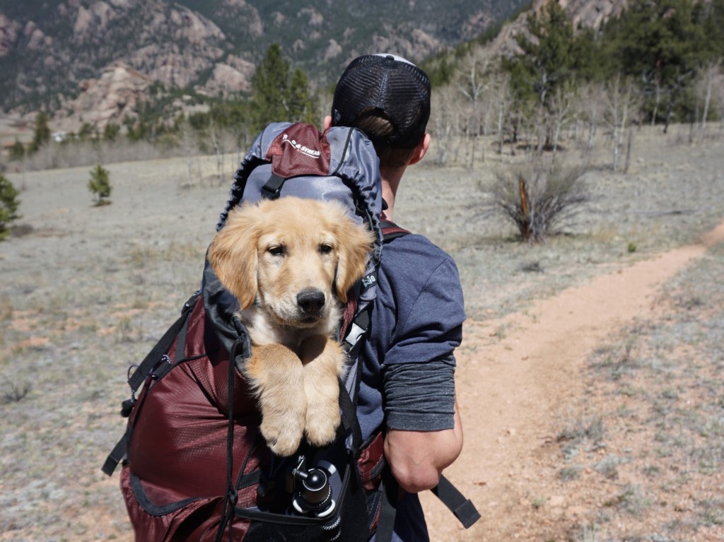 Adorable dog in owners backpack on hike