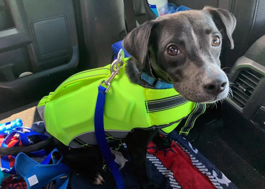 black dog in life vest for boating