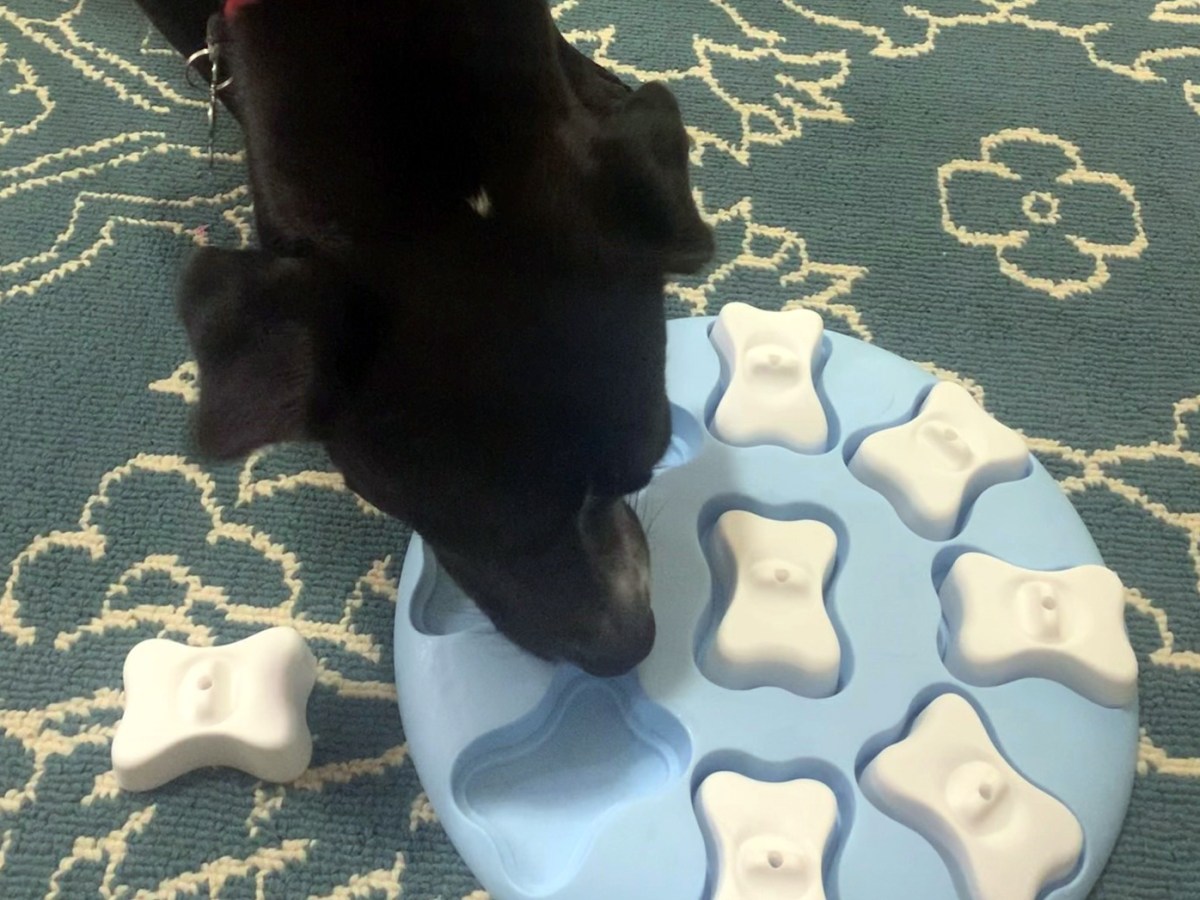30 of the Best Dog Puzzle Toys to Entertain your Bored Dog in&nbsp;2025