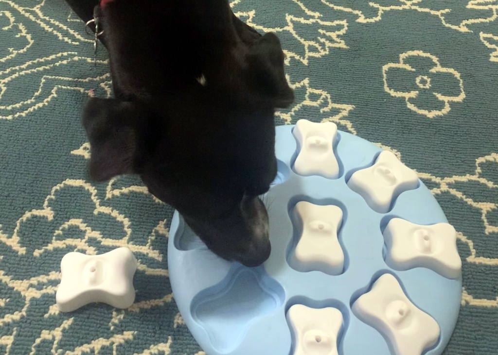 30 of the Best Dog Puzzle Toys to Entertain your Bored Dog