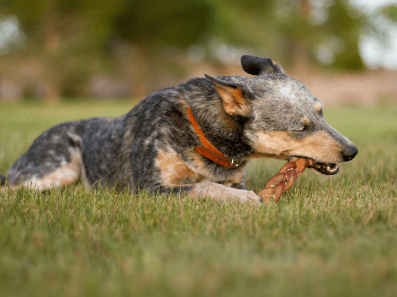 Are Bully Sticks Safe For&nbsp;Dogs?