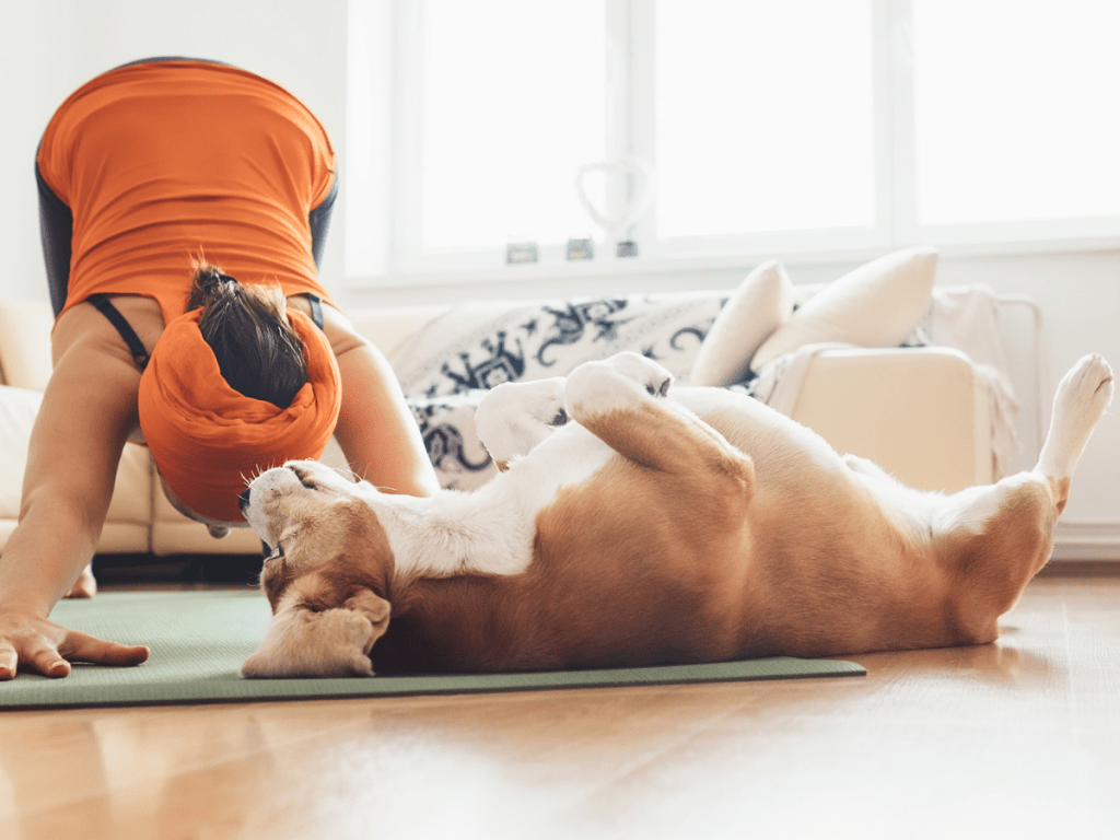 Activities for your dog at home. Dog Yoga