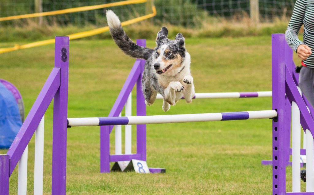 dog jumping over agility bar