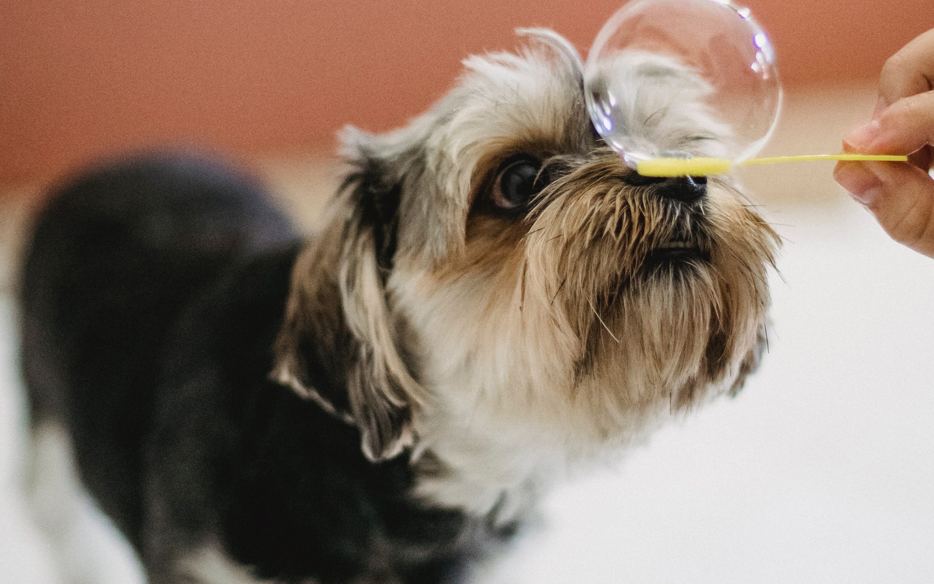 dog loving bubbles