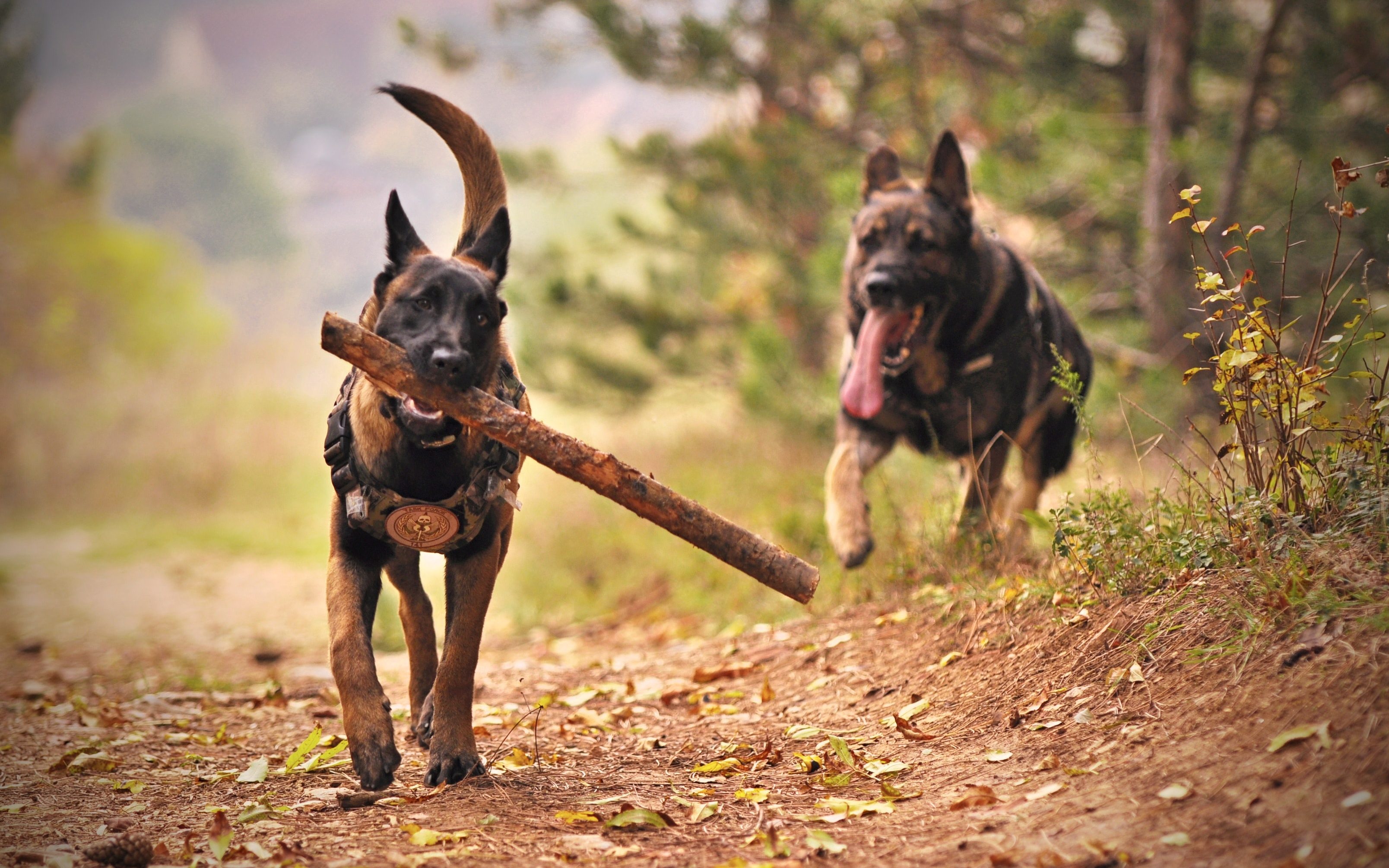 two german shepherds in the woods one has a large stick in his mouth the other is running behind with his tongue out