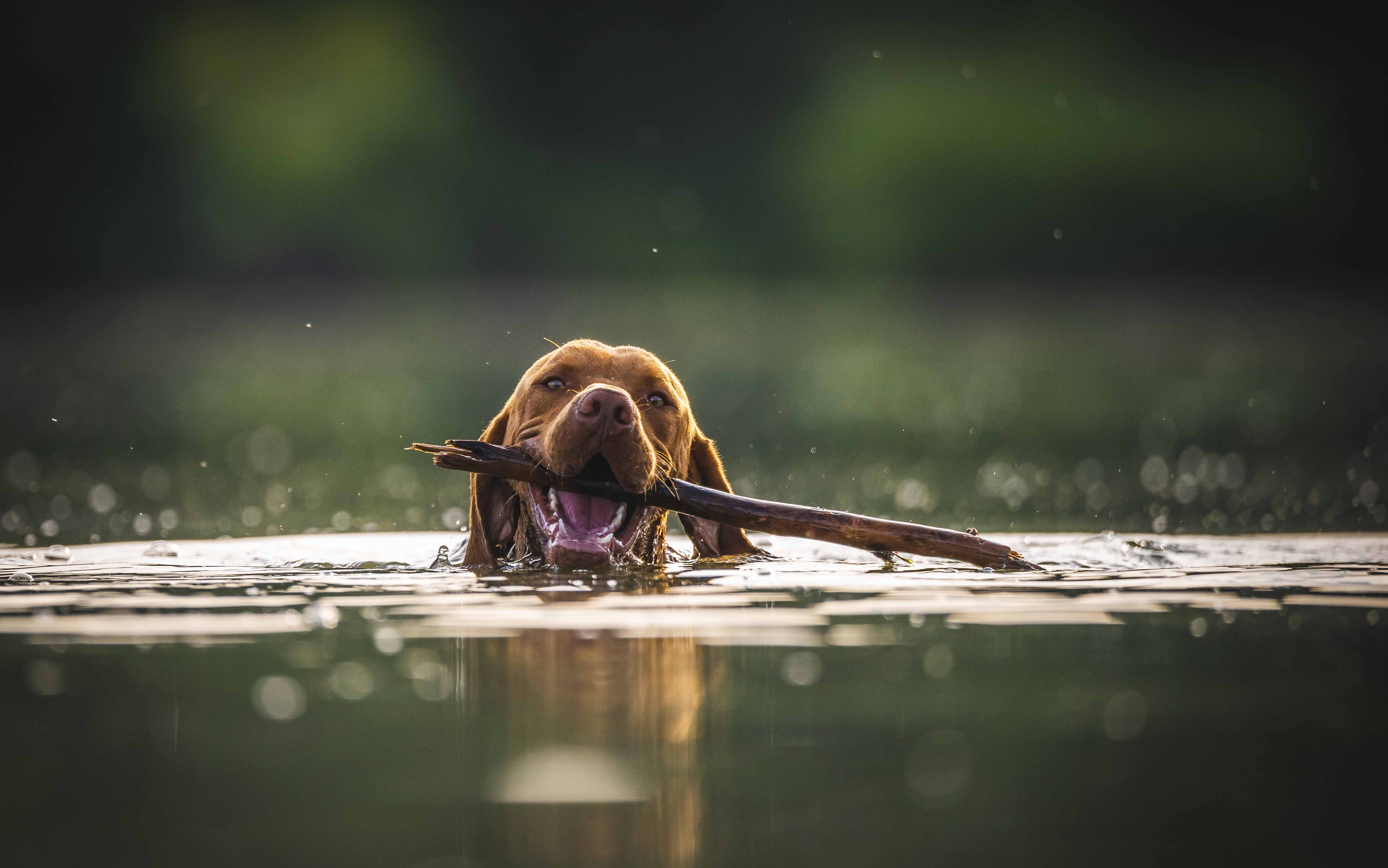 brown dog swimming with stick in mouth