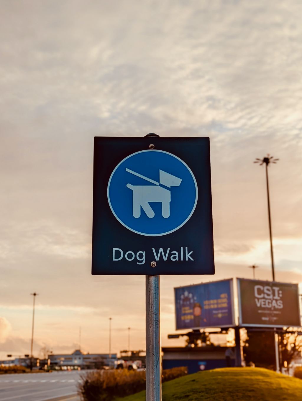 Free Dog Walks: Fun Places to Take Your Furry Friend on a Budget