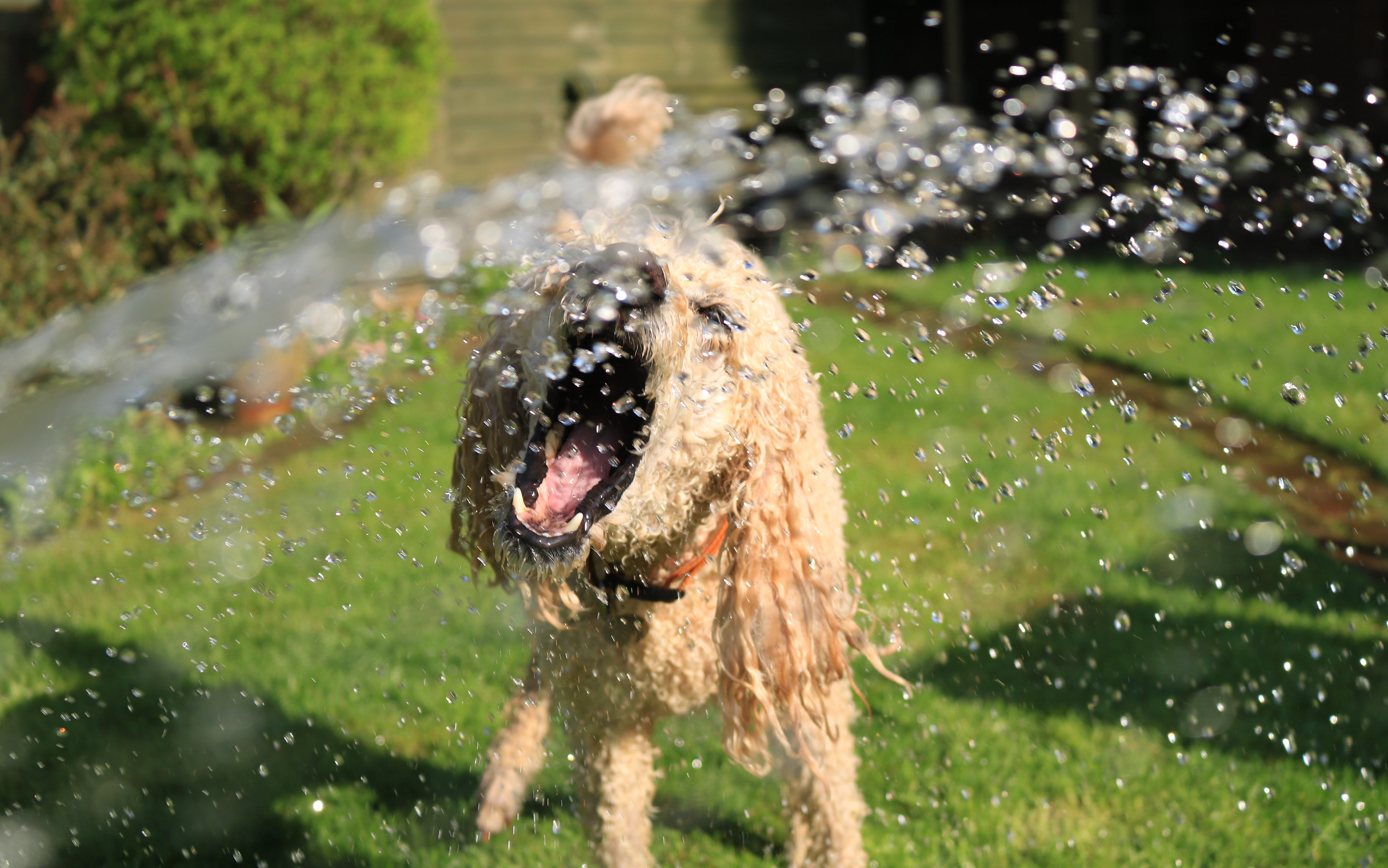 dog playing with water hose
