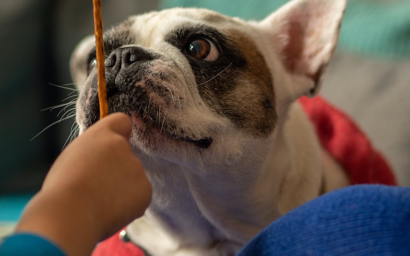 dog staring at a treat in front of his face