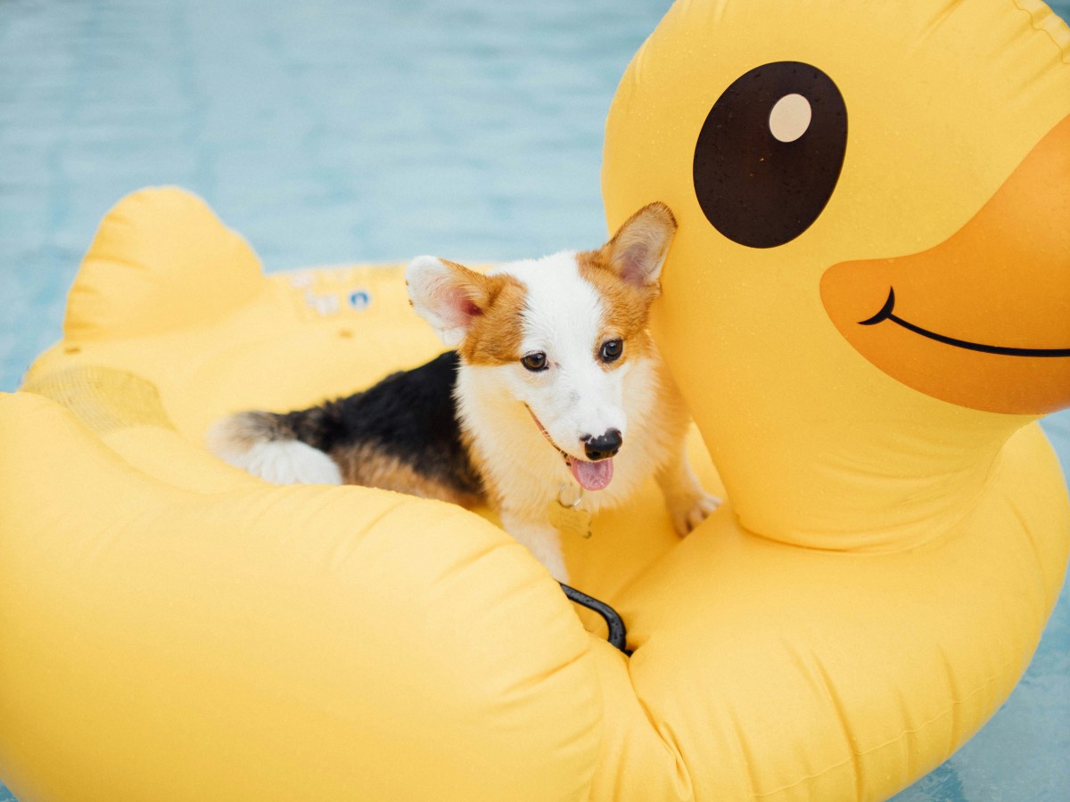 Make a Splash with These Top 10 Pool and Water Toys for Dogs in the Summer of&nbsp;2025