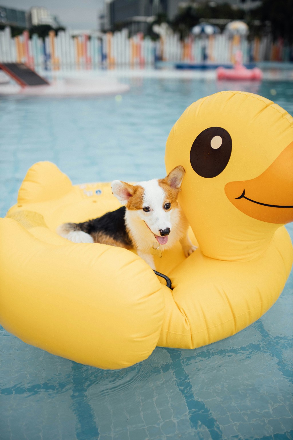Make a Splash with These Top 10 Pool and Water Toys for Dogs in the Summer of&nbsp;2025