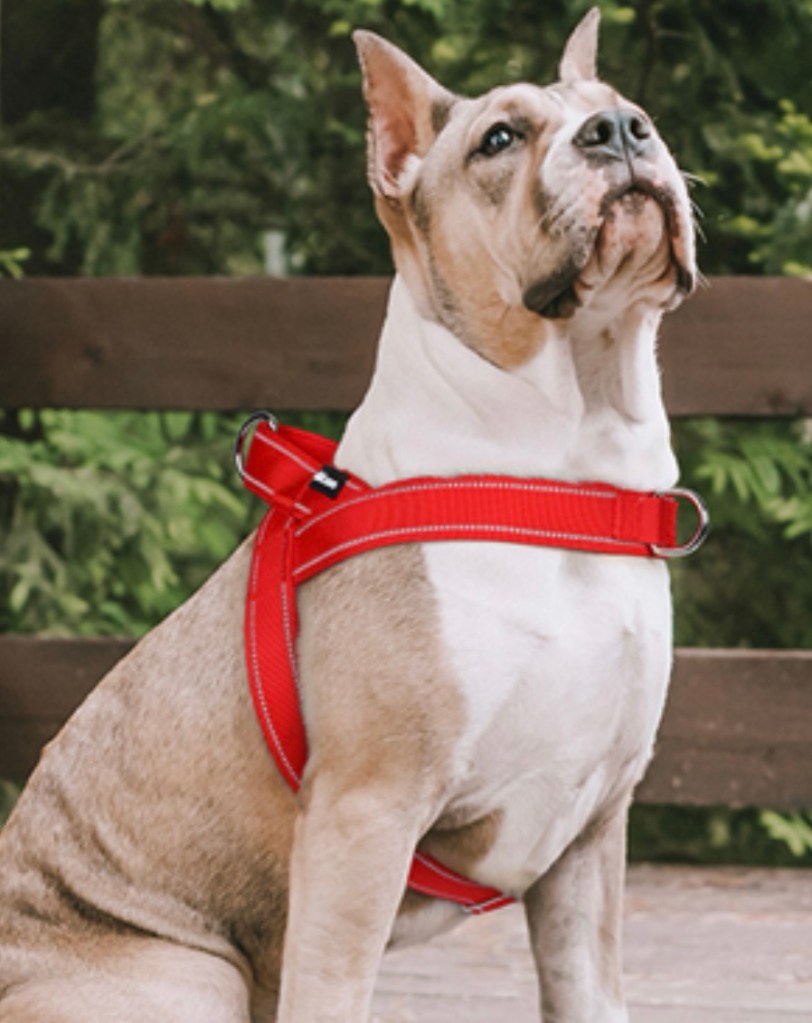 Dog wearing no-pull harness