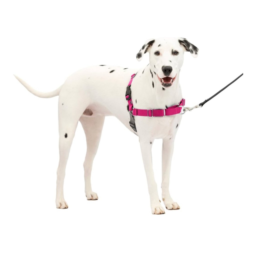 Dog in petsafe easy walk harness 
