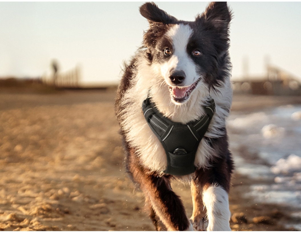 Curated visual reference: Visual Reference: The Ultimate Guide To Durable Dog Leashes And Harnesses For