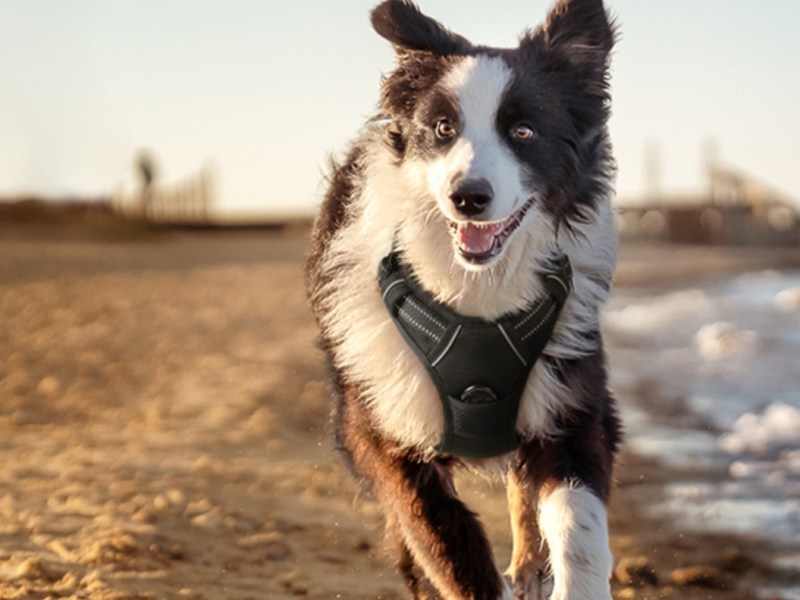 The Ultimate Guide to Durable Dog Leashes and Harnesses for Strong&nbsp;Pullers